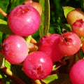 2 Pink Lemonade Blueberry Plants Live, Berry Tree Seedling, 5-10 Inch Tall by AVERAR