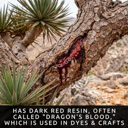 15 Dragon Blood Tree Seeds | Dracaena Cinnabari Exotic Tree Seeds - Image 4