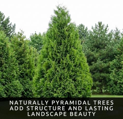 American Arborvitae Privacy Tree Seeds | Evergreen Hedge | 100 Seeds - Image 3