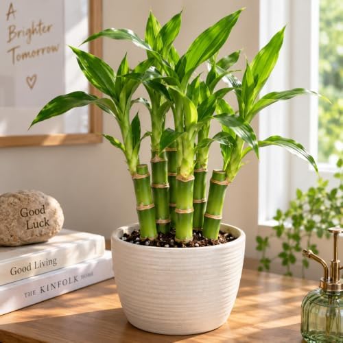 6" Lucky Bamboo Live Plants – Indoor Water or Soil Growing – Feng Shui Good Luck Plants-2 Stalks - Image 4