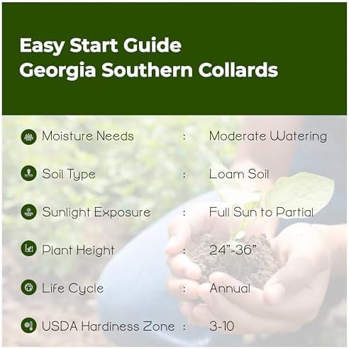 Georgia Southern Collard Greens (Brassica oleracea) Seeds, Non-GMO Heirloom for Planting, 300 Fresh Seeds for Indoor and Outdoor Gardening – Tender, Flavorful Leaves for Extended Harvests - Image 5