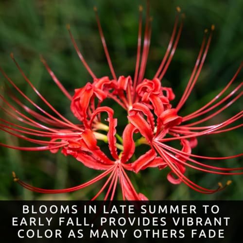 3 Heirloom Red Spider Lily (Lycoris Radiata) Bulbs, Fall Blooming Perennial - Image 3
