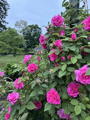 Thornless Climb Rose Plant - Climbing Pink/Magenta Rose Bush, Own Root Rose Plants for Planting Outdoors Safe for Kids by Pilestone