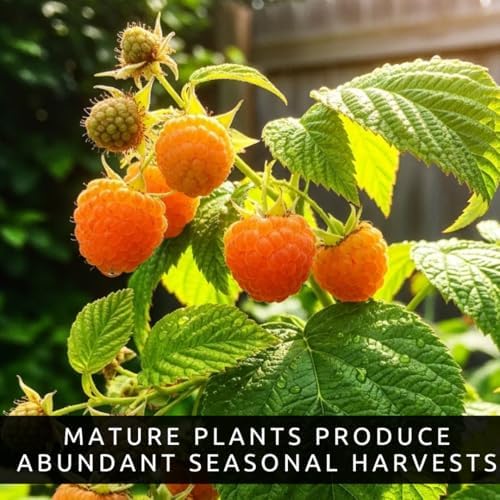 3 Gold Raspberry Plants – Live Fruit Bush (Rubus idaeus) – Sweet Yellow Heirloom Raspberries – High Yield Berry Plant for Outdoor Gardens - Easy to Grow Delicious Fruit (3 Rooted Plants) - Image 2