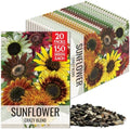 Seed Needs Crazy Sunflower Seeds to Plant Cut Flowers - 20 Packs by SeedNeeds
