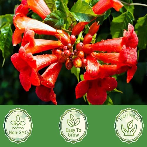 100+Hummingbird Trumpet Vine Plant Seeds-Trumpet Creeper Seeds Non-GMO Heirloom Flower Seed - Image 2