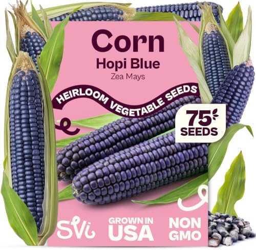 SVI 75 Blue Hopi Corn Heirloom Vegetable Seeds Zea mays Non GMO by SVI