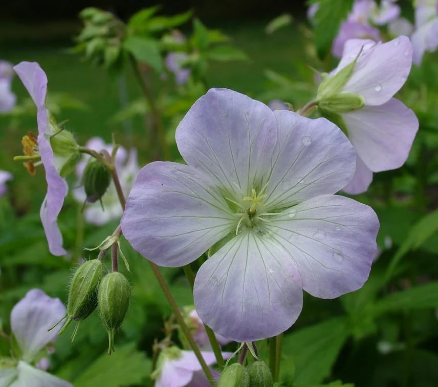 Pack of 10 Geranium Maculatum Wild Geranium Rhizomes for Planting, Bare Roots, Hardy Perennial Woodland Ground Cover, Pale Pink to Lilac Spring Flowers, Shade Garden Live Roots - Image 5