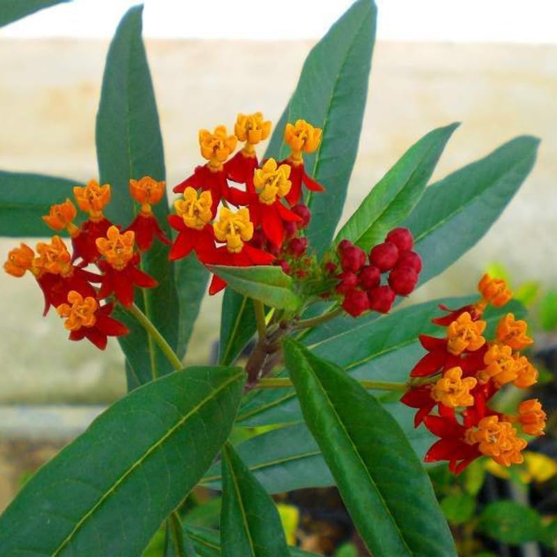 2 Tropical Milkweed Live Plants, Perennial Flower Plant, 4-8 Inch Tall - Image 4