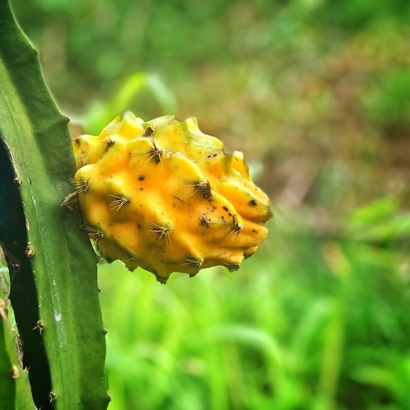 Dragon Fruit Yellow Dragon (4 Pack) | Real Live Fruit Plants for Sale | Rare Exotic Variety | Sweet Edible Fruit | Easy to Grow Live Plants for Organic Gardens - Image 2