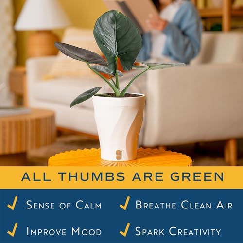 Costa Farms Alocasia, Live Indoor Plant, Easy Care, Home Decor - Image 5