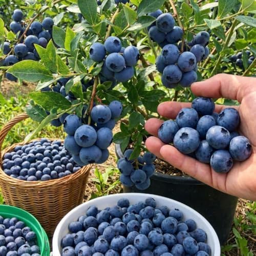 Sweet Blueberry Live Plant, Berry Seedling, 1-2 Ft Tall, Gallon Pot - Image 5