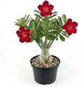 Desert Rose Plant, 4 Inch Potted Adenium Obesum, Low Maintenance Indoor Bonsai Succulent with Striking Red Blooms for Home & Patio Décor by GINGERGLOW