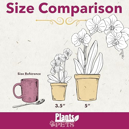Premium Purple Live Orchid Plant Blooming in 3.5" Blue & White Orchid Pot, Live Plants, Houseplant Gifts, Approx. 16" Tall, Pet Friendly Houseplants, Phalaenopsis Moth Flower by Plants for Pets - Image 5
