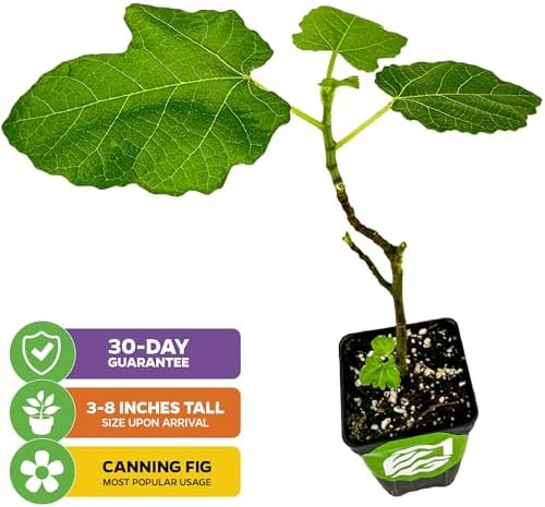 Magnolia Brunswick Fig Tree (2-Pack) Live Plants by Wellspring Garden - Image 2