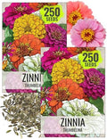 Seed Needs Thumbelina Zinnia Seeds to Plant Cut Flowers - 2 Packs by SeedNeeds