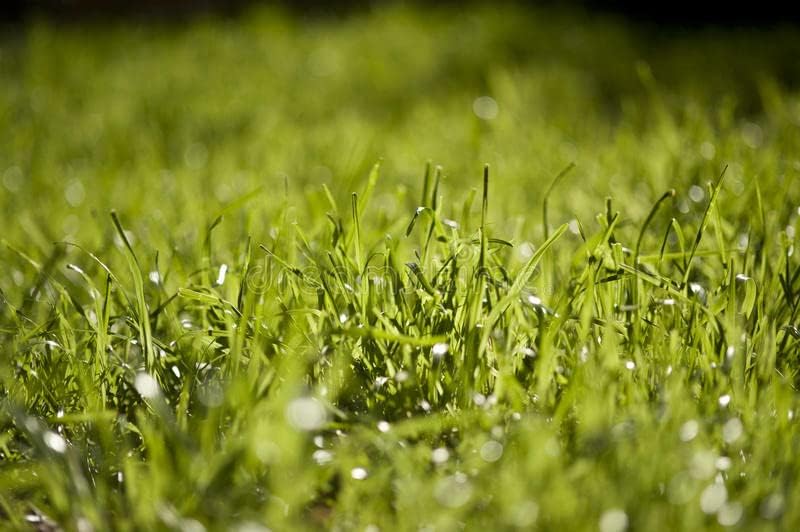Pennington Signature Series Tall Fescue Blend Blue Tag 50 lb Grass Seed Partial Sun - Image 3