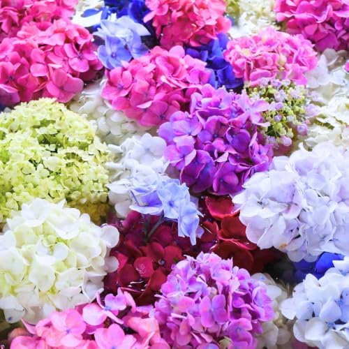 Rare Assorted Color Hydrangea Plant Live, Garden Bush, 5-9 Inch Tall - Image 4