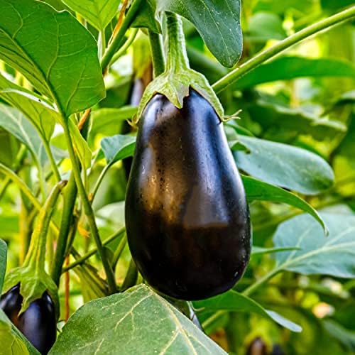 Bonnie Plants Black Beauty Eggplant - 4 Pack Live Plants, 3 - 4 Ft. Tall Plants, Classic Tear Drop Shape Eggplant, Easy To Grow - Image 3