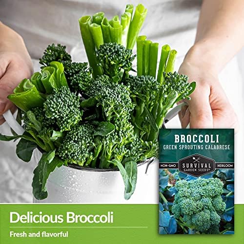 Green Sprouting Calabrese Broccoli Seeds for Planting (3 Packs) - Image 3