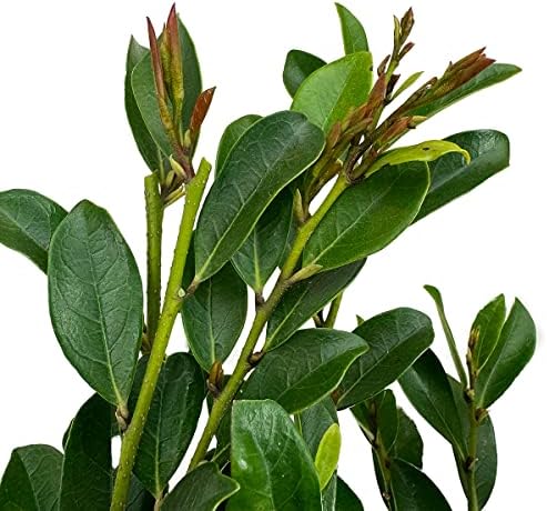 First Editions Linebacker Distylium, Live Evergreen Shrub, 3 Gallon - Image 3