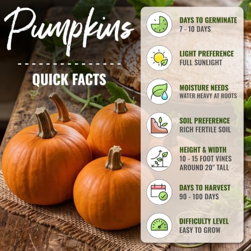 Seed Needs Wee Be Little Pumpkin Seeds to Plant Vegetables - 5 Packs - Image 4