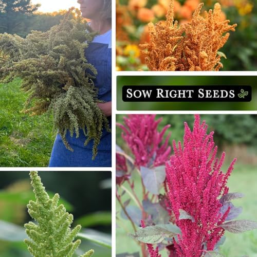 Sow Right Seeds - Amaranth Seed Collection for Planting Alternative Grain - Image 4