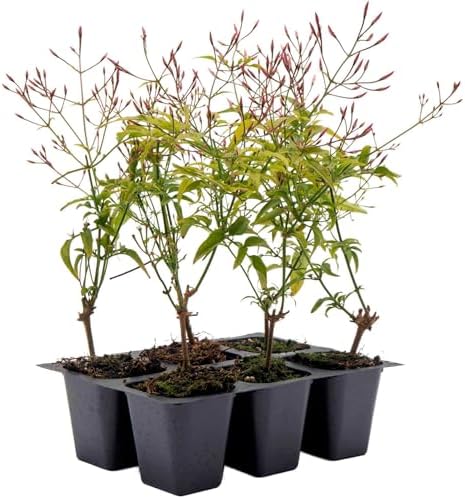 6 Pink Jasmine – Highly Fragrant White-Blooming Evergreen Climbing Vine for Trellises, Fences & Containers (Jasminum polyanthum) in 2.5″ Cubes, Live Plants by CitronellaKing