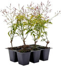 6 Pink Jasmine – Highly Fragrant White-Blooming Evergreen Climbing Vine for Trellises, Fences & Containers (Jasminum polyanthum) in 2.5″ Cubes, Live Plants by CitronellaKing
