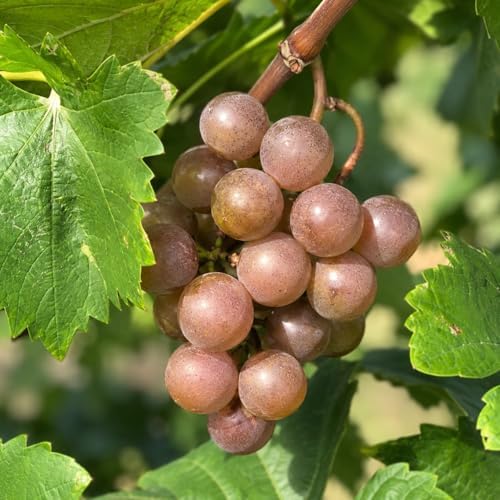 Carlos Muscadine Grape Vine - 28-36" Tall Live Plant - 2 Gallon Pot - Image 5