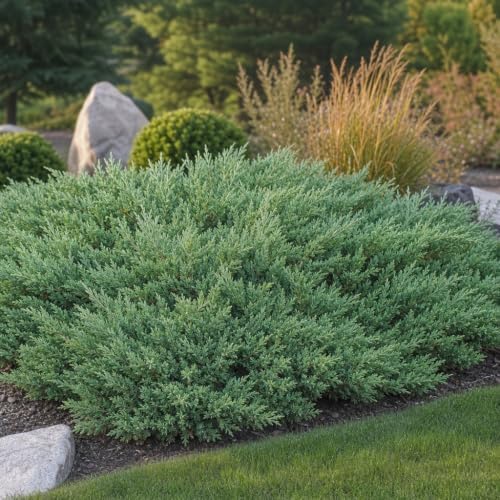 Hughes Juniper | 3 Large Trade Gallon Size Plants | Juniperus Horizontalis | Ground Cover, Drought Tolerant, Evergreen Foliage, Low Maintenance, Landscaping Shrub, Spreading, Cold Hardy, Ornamental - Image 2
