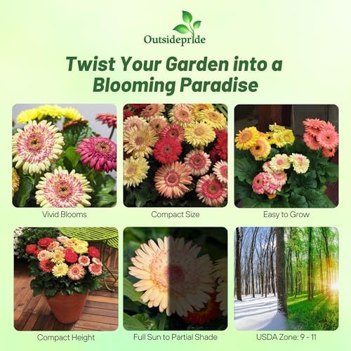 Outsidepride Strawberry Twist Mix Gerbera Seeds - 10 Pcs Perennial, Compact & Low Maintenance, Flower Seeds for Planting w/Semi-Double Blooms, Ideal for Garden Landscaping & Cut Flower Arrangements - Image 2