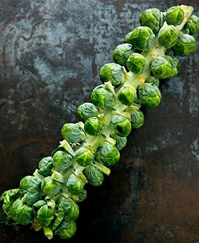 300+ Seeds Long Island Brussels Sprouts Cabbage - Vegetable Green - Image 4
