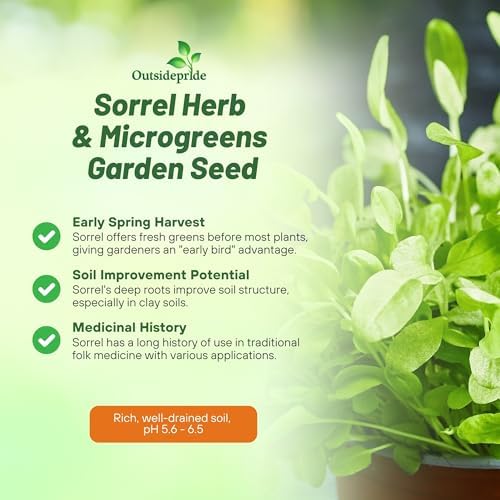 Outsidepride Sorrel Seeds - 5,000 Pcs Perennial, Easy-to-Grow, Drought and Frost Tolerant Herb & Microgreens for Culinary Use, Pollinator Gardens, and Outdoor Landscaping - Image 3