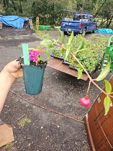 one Live Southgate Fuchsia Fuschia Plant (White/Pink) Bush Shrub Butterfly Hummingbird Attraction pollinator in a 5" Pot, Well Rooted Flowers semi-Shade - Image 4