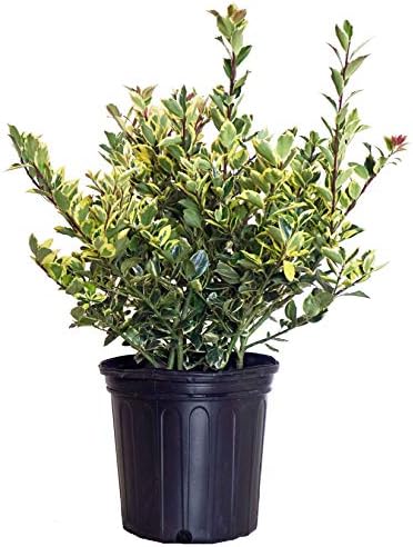 Ilex X meserveae 'Honey Maid' (Varigated Holly) Evergreen, yellow & blue/green varigated foliage, 2 - Size Container by GreenPromiseFarms