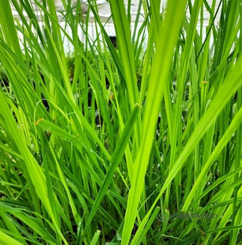 Greenwood Nursery: Live Perennial Plants - Grosso Lavender + Lavandula x Intermedia - [Qty: 3X 3.5 Pots] - (Click for Other Available Plants/Quantities) - Image 3