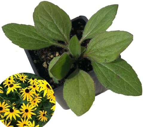 Blackeyed Susan (Rudbeckia hirta) Live Plant in 2.5 inch Pot - Organic Native Pollinator Plant by Smoke Camp Crafts - Image 2