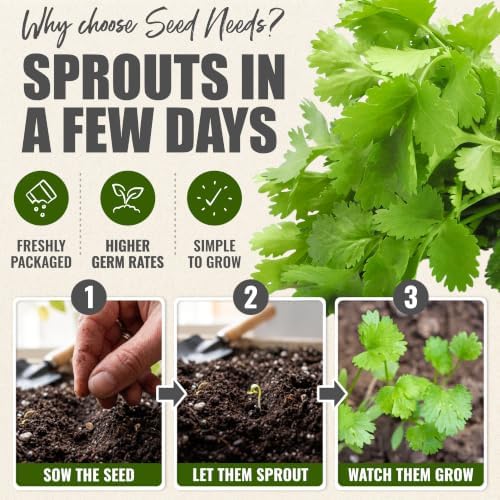 Seed Needs Slow Bolt Cilantro Seeds to Plant an Herb Garden - 5 Packs - Image 5