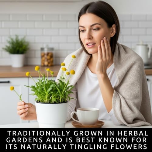 Toothache Plant Seeds for Planting | Medicinal Herb & Edible Flower | 100 - Image 2