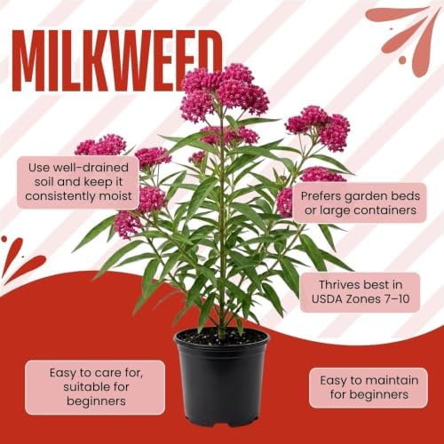 Set of 2 Pink Milkweed Live Plant 4-6" Tall, Dormant in Winter - Image 2