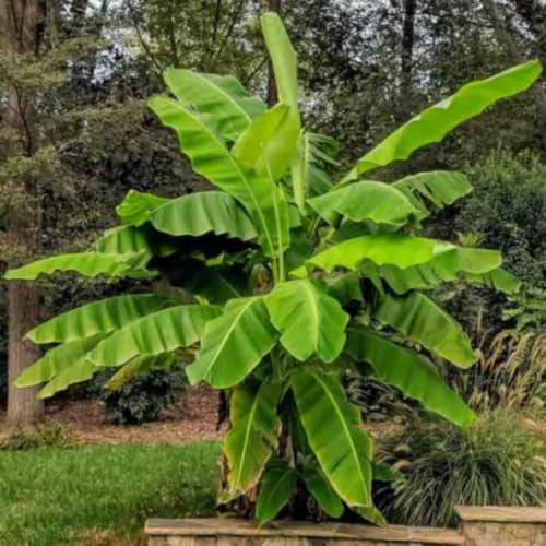 Basjoo Banana Live Plant, 4-6 Inch Tall Cold Hardy Banana Tree - Image 5
