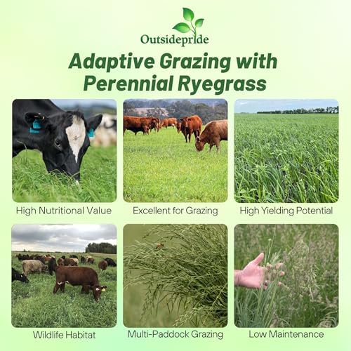Outsidepride Perennial Ryegrass Seeds - 25 lb. Hardy & Fast-Growing, Cover Crop Seeds for Planting Glossy Dark Green Grass Leaves, Ideal for Hay Foraging, Pasture Grazing & Erosion Control - Image 3