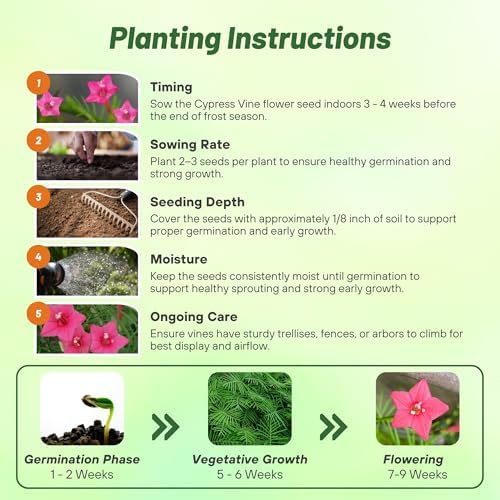 Outsidepride Rose Cypress Vine Seeds - 200 Pcs Annual Flower Seeds with Nectar-Rich, Star-Shaped Flowers & Feathery, Fern-Like Leaves for Fences, Trellises, Pergolas & Vertical Gardens - Image 4