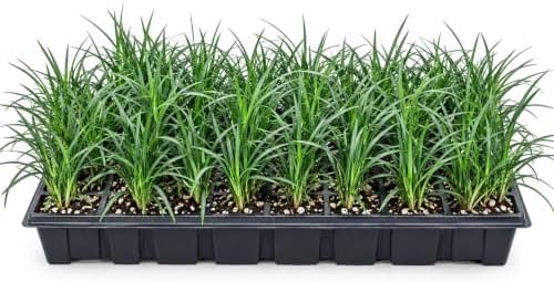 30 Mondo Liriope Monkey Grass Live Plant 3in Pot- Perennial (30 Pack) by Unknown