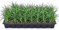 30 Mondo Liriope Monkey Grass Live Plant 3in Pot- Perennial (30 Pack) by Unknown