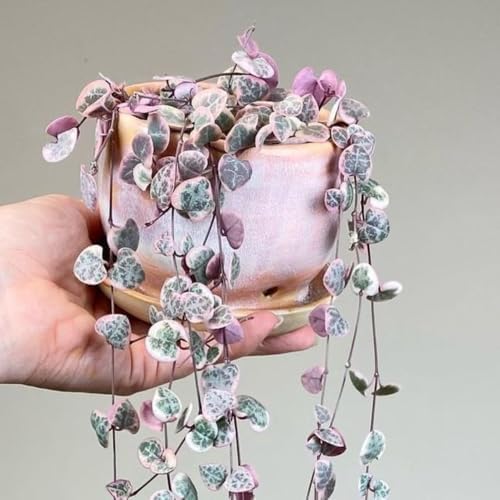 Variegated String of Hearts Succulent Trailing Vine, Indoor Houseplant Live in Pot - Image 6