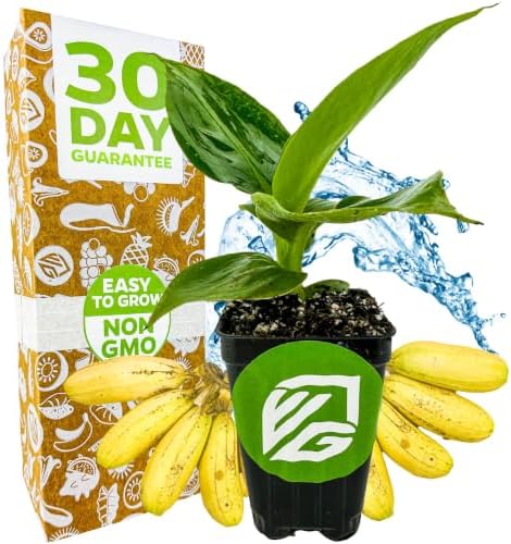 Little Prince Banana Tree (1-Pack) Live Plant by Wellspring Gardens by WellspringGardens