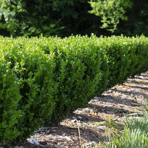 Proven Winners NewGen Freedom Boxwood (Buxus) Live Plant, 4.5" Qt - Image 5