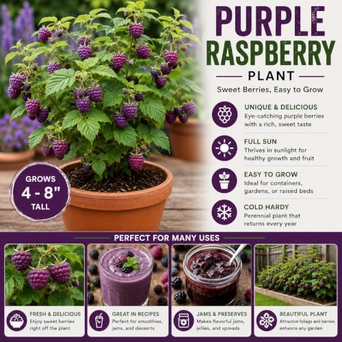 2 Glencoe Thornless Raspberry Plants Live, Berry Bush, 4-8" Tall - Image 5